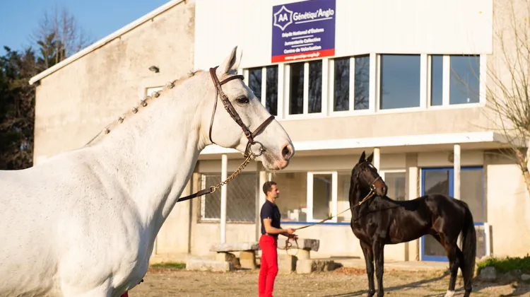 Génétiqu’Anglo, pour la préservation et la valorisation de l’Anglo-Arabe