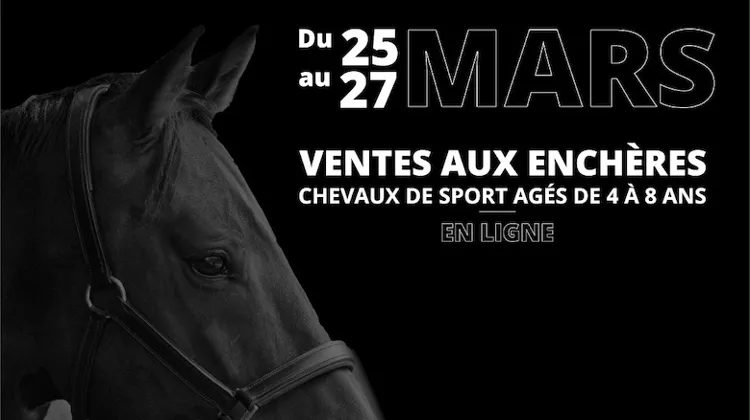 BB AUCTION : Une deuxième édition de 15 chevaux d’exception !