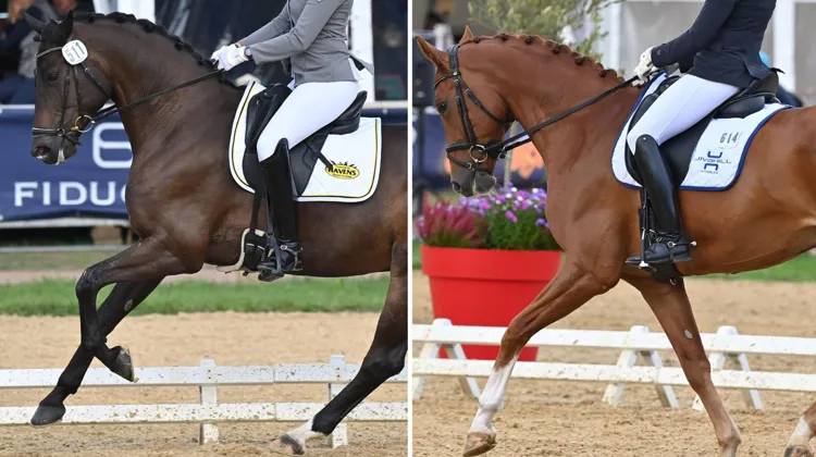 À gauche, Figari Gold, la championne des cinq ans et à droite, Bellini Jiva, le champion des six ans.