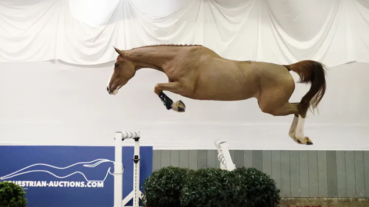 Trouvez votre moitié lors des enchères Equestrian-Auctions.com, du 16 au 18 février