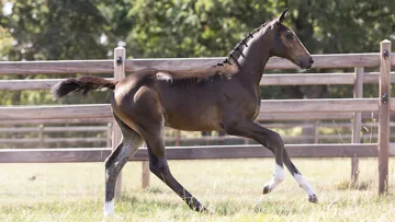 Enchères de fin d’été Equestrian-Auctions, du 18 au 20 septembre, pour découvrir poulains et poulinières de qualité !