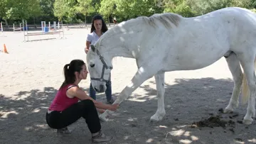 Le shiastu animalier : la recherche du bien-être avant tout