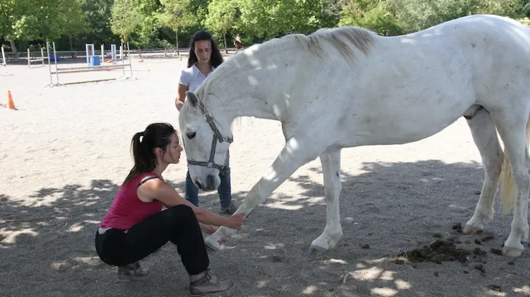 Le shiastu animalier : la recherche du bien-être avant tout