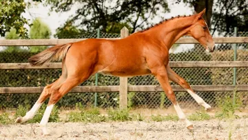 Ventes aux enchères Ekestrian les 23 et 24 août