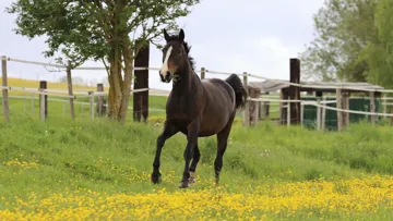 Les conseils pour une mise à l’herbe réussie