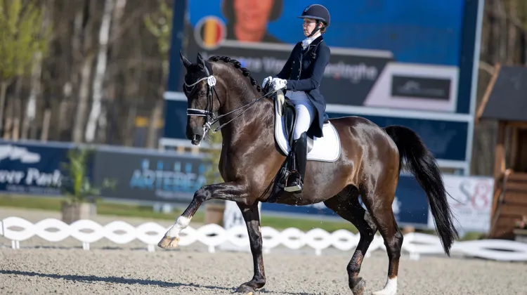 Laurence Vanommeslaghe est ici en selle sur Edison, son cheval de tête actuel. 