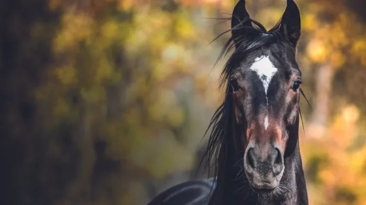 Tout ce qu’il faut savoir sur les ulcères gastriques 