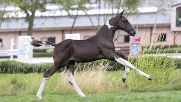 Equbreeding.auction rassemble la crème de la crème