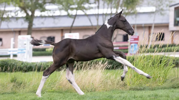 Equbreeding.auction rassemble la crème de la crème