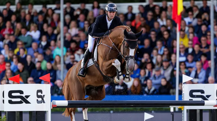 La pleine lignée de Like A Diamond van het Schaeck, disponible lors des enchères Optimus!