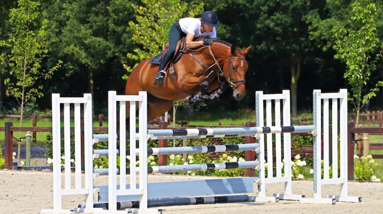 La vente aux enchères Dutch Horse Trading mise encore une fois sur la qualité