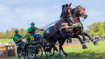 Le Hongrois Martin Hölle aux Mondiaux d’attalage en paire. 
