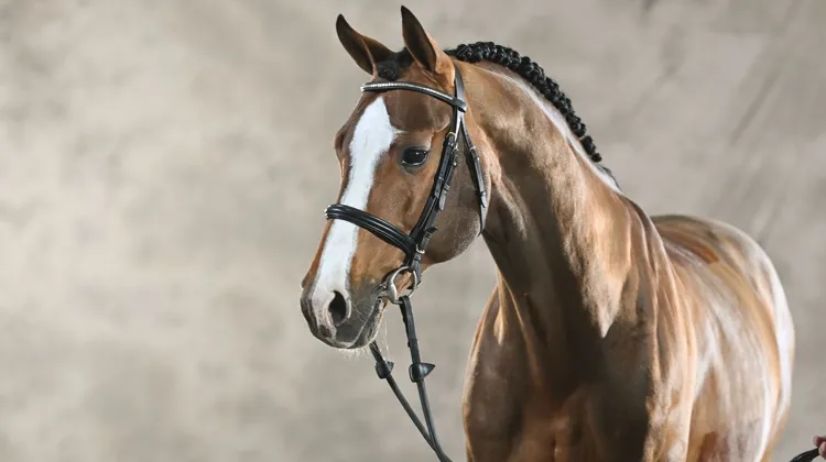 Dix-neuvième du classement des meilleurs pères de performeurs internationaux édité par la WBFSH en 2025, Cascadello I est aussi le plus jeune des vingt-cinq meilleurs.