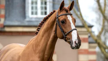 Projecteurs sur… Candy de Nantuel*GFE