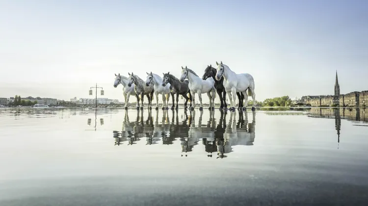 Un cliché signé Franck Simon, l’un des lauréats du concours photo d’ArtCheval 2025