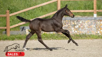 HorseSales.Auction est couronnée de succès pour la deuxième fois cette saison