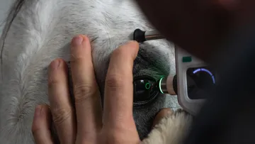 Indolore, le Tonovet est l’outil mesurant avec précision la pression intraoculaire des chevaux.