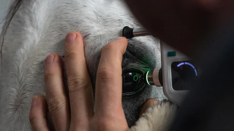 Indolore, le Tonovet est l’outil mesurant avec précision la pression intraoculaire des chevaux.