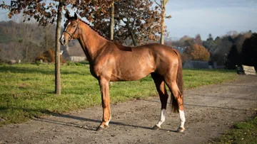 Projecteurs sur… Jagger de Marigny*GFE