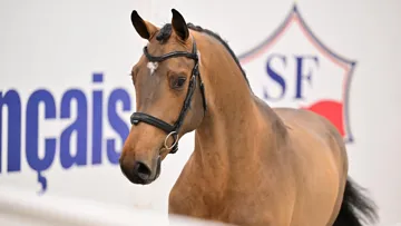 Yeelen Ravier - Cet article a été écrit en partenariat avec le Stud-book Selle Français