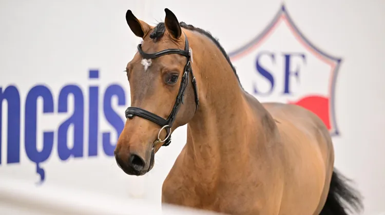 Yeelen Ravier - Cet article a été écrit en partenariat avec le Stud-book Selle Français