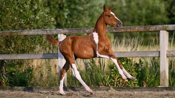 Son of Emerald van ’t Ruytershof