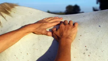 Où et comment se former pour devenir praticien en shiatsu animalier ?