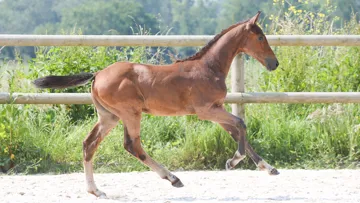 Élevage de Will Auction, une collection hors norme d’un élevage à découvrir. 