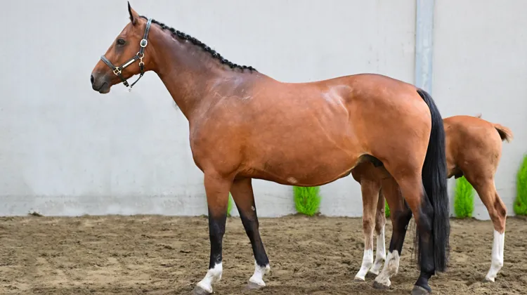 Trente-neuf produits de l’élevage Kattenheye à la vente, du 2 au 6 septembre