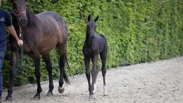 La collection disponible en ligne