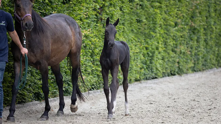 La collection disponible en ligne