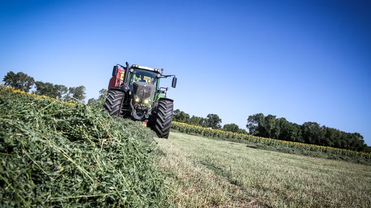 La luzerne, un excellent complément au fourrage regorgeant de qualités