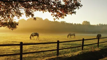 Gérer les maux de l’hiver, l’interactif webinaire cavalor