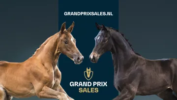 Unique Touch Z (United Touch S), frère de Darry Lou & V.I.P. Texel (Dream Boy x Jerenzo Texel), issu d’une famille de champions européens