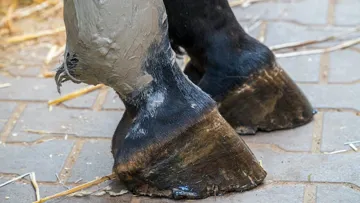 Les bienfaits de l’argile chez le cheval