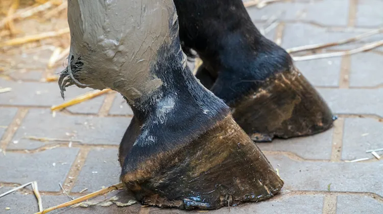 Les bienfaits de l’argile chez le cheval