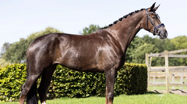 Dernière ventes aux enchères Grand Prix Sales 2025