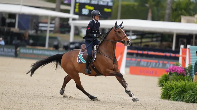 Scuderia 1918 Calle Deluxe, ici au Winter Equestrian Festival de Wellington, permet à Giulia Martinengo Marquet de pouvoir compter sur plusieurs montures de bon niveau. 