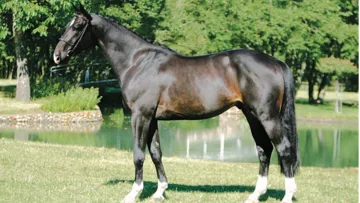 Doté d’un modèle imposant et d’un très bon dos, Qlassic Bois Margot avait même été acquis par Simon Delestre sans essai! 