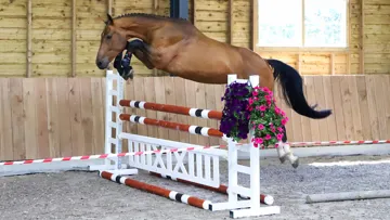 Des chevaux et des poneys de saut d'obstacles, des jeunes talents et un cheval de loisir.