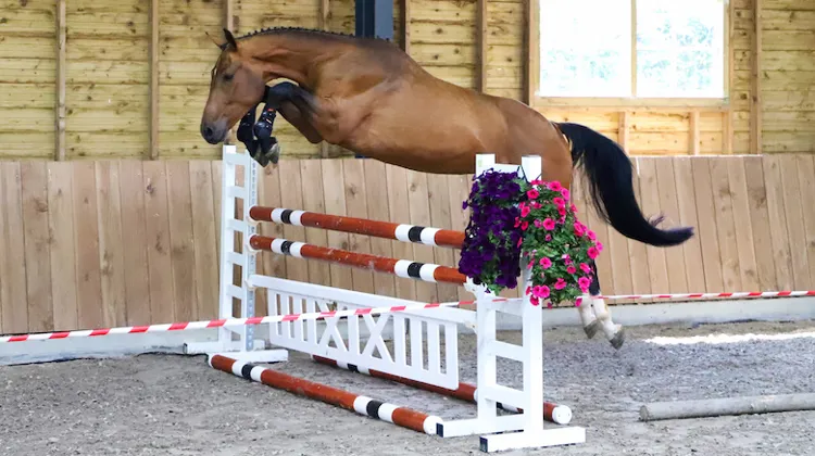 Des chevaux et des poneys de saut d'obstacles, des jeunes talents et un cheval de loisir.