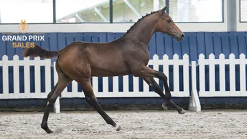 Ultimo Touch S (United Touch S x For Pleasure), mâle. Issu de la jument de Grand Prix Atlanta 541, montée par Meredith Michaels-Beerbaum.