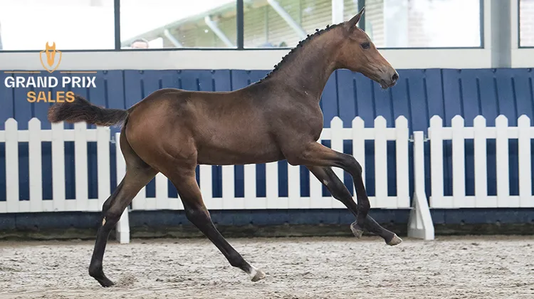 Ultimo Touch S (United Touch S x For Pleasure), mâle. Issu de la jument de Grand Prix Atlanta 541, montée par Meredith Michaels-Beerbaum.