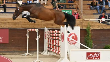 Wolff van het Blijbosch a été adjugé à 130.000 euros et a décroché la plus grosse enchère de la soirée.