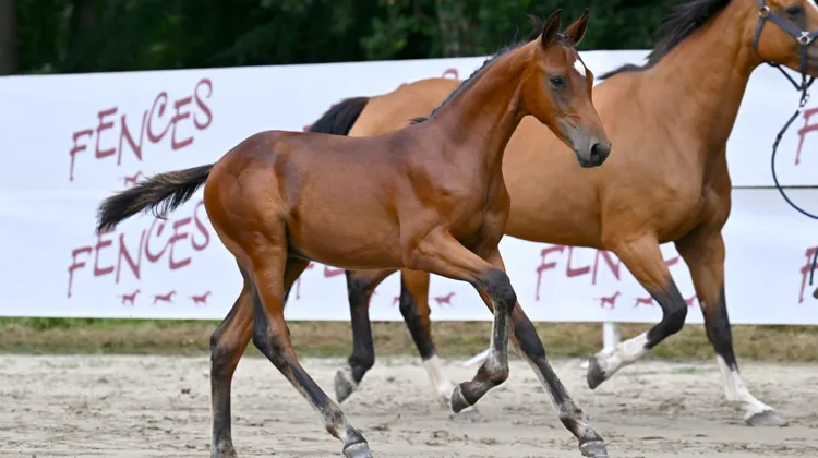 Poker De La Torillère