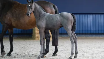 Caprice Tachor Z (Cornet Obolensky x Cumano) filly