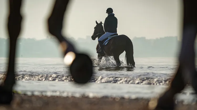Cavalier et son cheval en balade