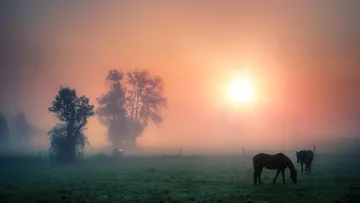 Cavalassur vous conseille: assurer ou non le décès
