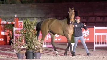 Scarlett, top price de cette vente, a été adjugée pour la Chine au prix de 250,000 euros. 