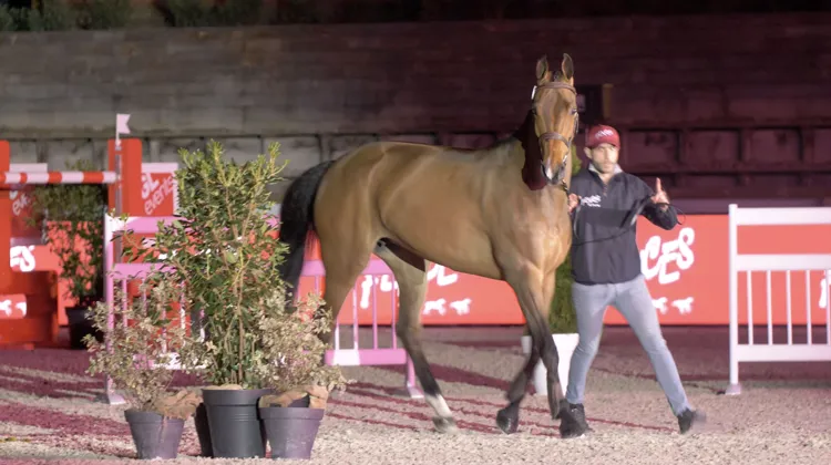 Scarlett, top price de cette vente, a été adjugée pour la Chine au prix de 250,000 euros. 